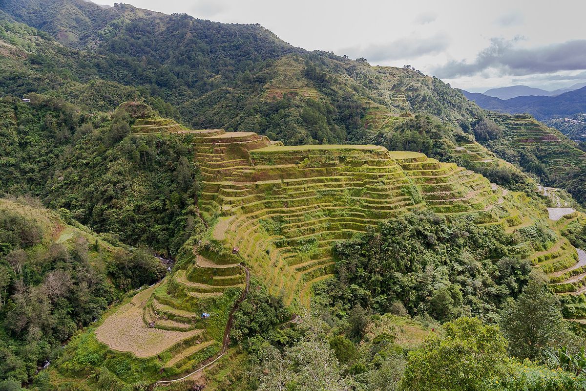 Rizières en terrasses à flanc de montagne, Banaue, Philippines